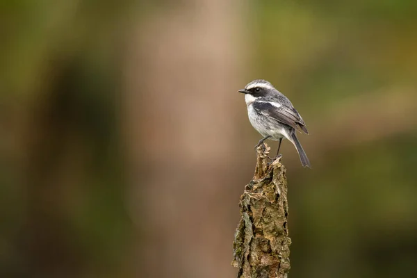 Grey Bush Chat Saxicola Ferreus — Stock Photo, Image