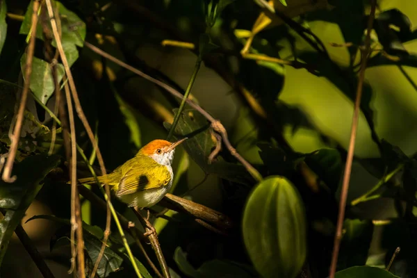 Dark Necked Tailorbird Orthotomus Atrogularis Vietnam — Stockfoto