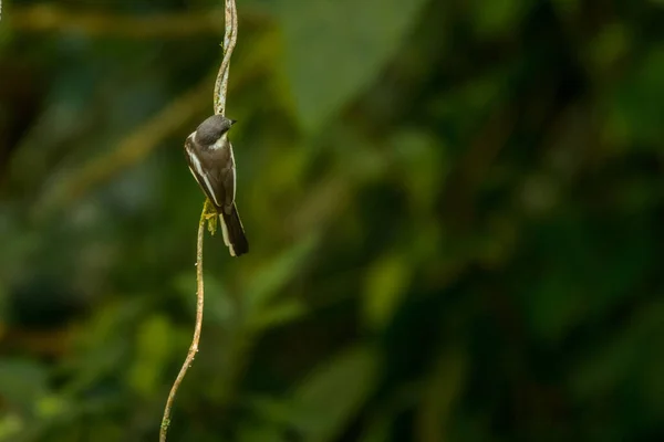 Vleugelvliegenvanger Kreek Hemipus Picatus Vietnam — Stockfoto