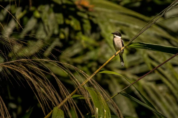 Barra Alada Moscatcher Shrike Hemipus Picatus Vietnam — Foto de Stock