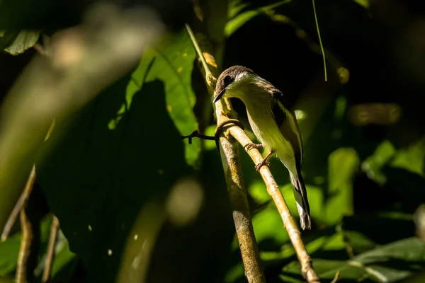 Bar Winged Flycatcher Shrike Hemipus Picatus Vietnam — Stock fotografie