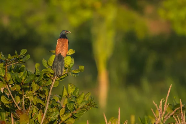 Greater Coucal Centropus Sinensis Vietnam — Stock fotografie