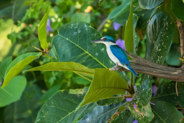 Collared Kingfisher Todiramphus Chloris Mui Vetnam — Stock Fotó