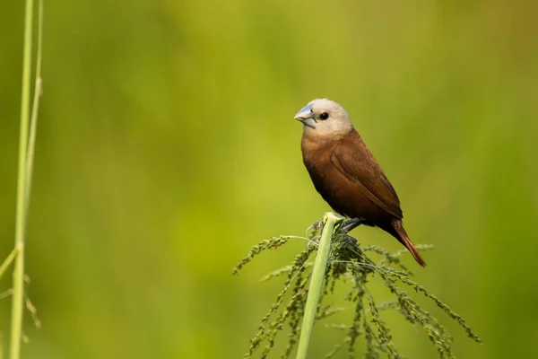 Munia Dalla Testa Bianca Lonchura Maja Vietnam — Foto Stock