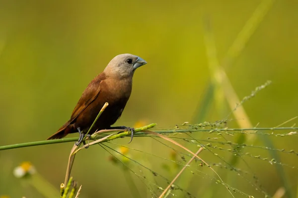 White Headed Munia Lonchura Maja Vietnam — стоковое фото