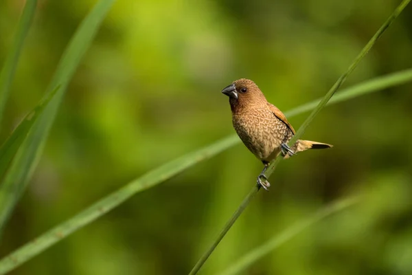 Munia Łuskowata Lonchura Punctulata Wietnam — Zdjęcie stockowe