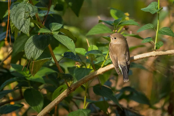 Taiga Flycatcher Red Throated Flycatcher Ficedula Albicilla — Stockfoto