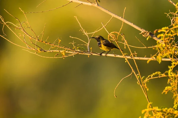 Ornate Sunbird Cinnyris Jugularis Ornatus Vietnam — Stockfoto