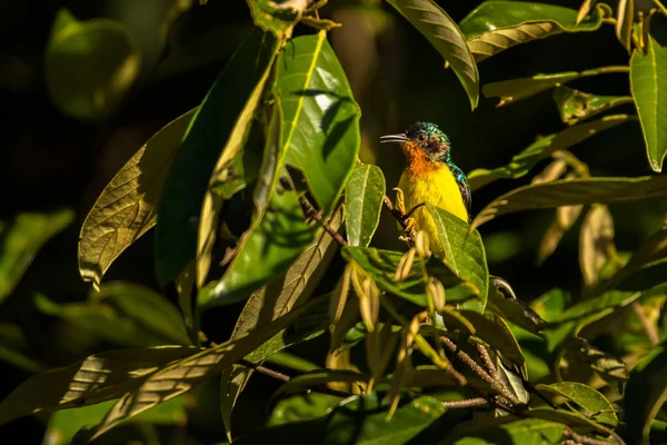 Rubin Arcú Sunbird Chalcoparia Singalensis Vetnam — Stock Fotó