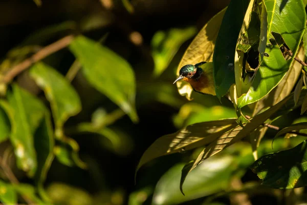 Ruby Cheeked Sunbird Chalcoparia Singalensis Vetnam — стокове фото