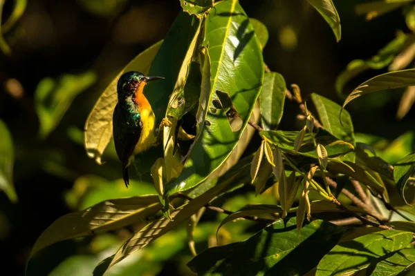 Ruby Cheeked Sunbird Chalcoparia Singalensis Vetnam — 스톡 사진