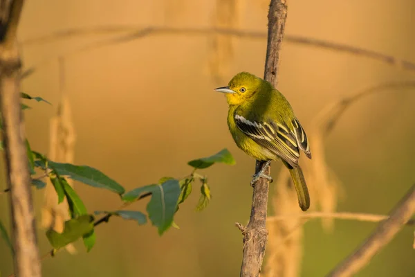 Gewone Iora Aegithina Tiphia Vietnam — Stockfoto