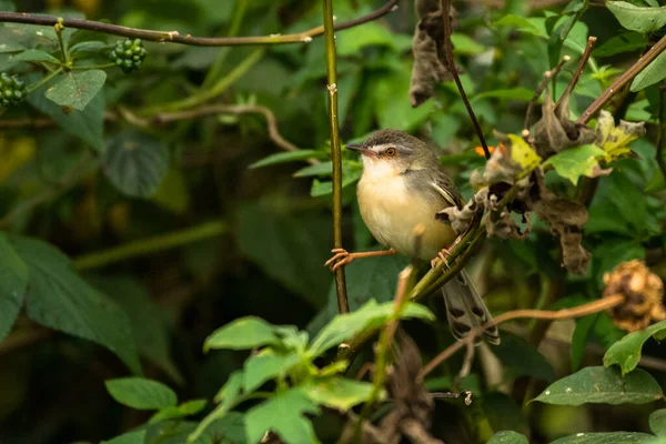 Plain Prinia Prinia Inornata Vietnam — стоковое фото