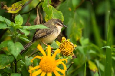 Düz Prinia, Prinia inornata, Vietnam