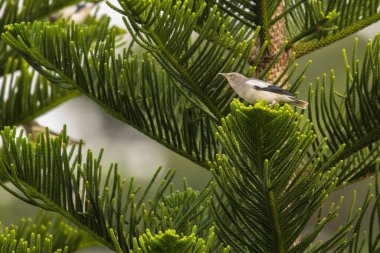 Beyaz omuzlu sığırcık, Sturnia Sinensis, Vietnam