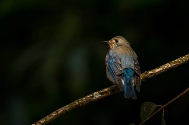 Mavi-beyaz (veya Zappeys) sinek yakalayıcı, siyanopla siyanomelan