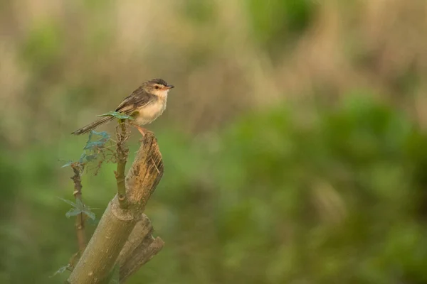 Plain Prinia Prinia Inornata Vietnam — Stockfoto