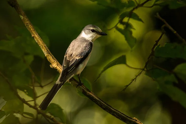 Ashy Minivet Pericrocotus Divaricatus Vietnam — ストック写真