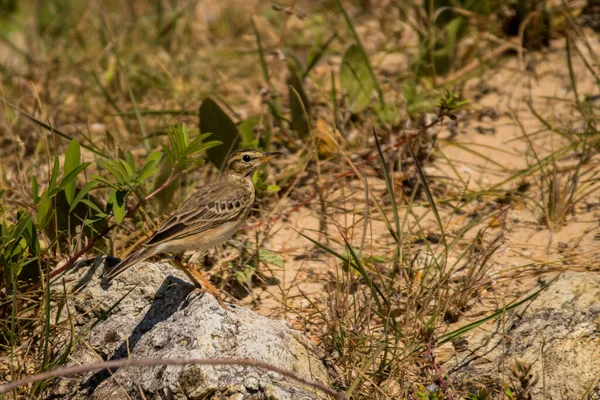 Pipit Paddyfield Anthus Rufulus Vietnam — Photo