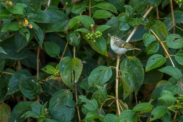 Yellow Browed Warbler Phylloscopus Inornatus Vietnam — Stockfoto
