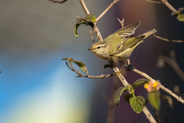 Warbler Testa Amarela Phylloscopus Inornatus Vietname — Fotografia de Stock