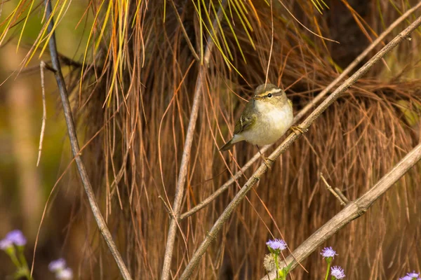 Yellow Browed Warbler Phylloscopus Inornatus Vietnam — Stockfoto