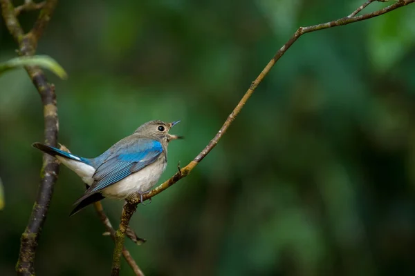 Blue White Zappeys Flycatcher Cyanoptila Cyanomelan — Stock Fotó