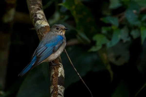 Flycatcher Azul Branco Zappeys Cyanoptila Cyanomelan — Fotografia de Stock