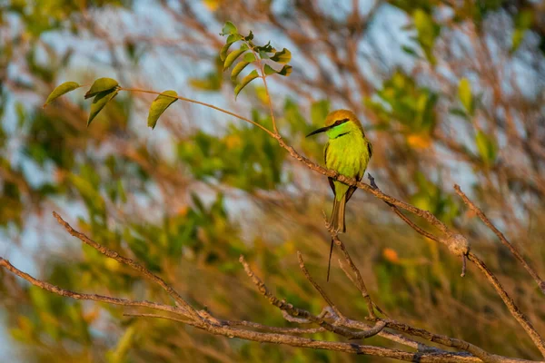 Asian Green Bee Eater Merops Orientalis Mui Vietnam — стоковое фото