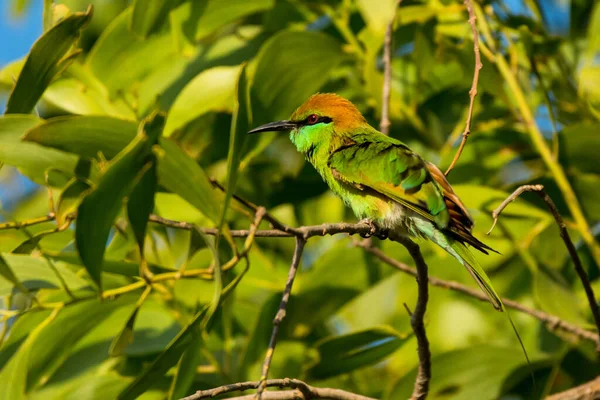 Asian Green Bee Eater Merops Orientalis Mui Vietnam — стоковое фото