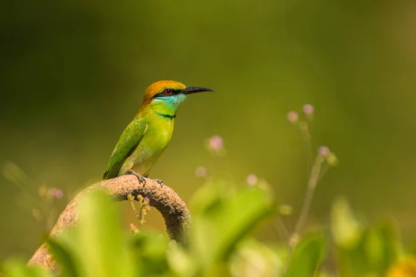 Asian Green Bee Eater Merops Orientalis Mui Vietnam — стоковое фото