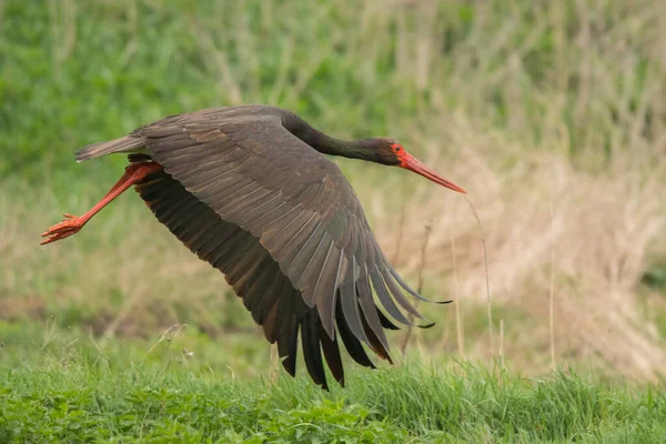 Black Stork Ciconia Nigra Polesie Ukraine — Stockfoto