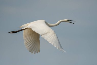 Büyük balıkçıl (Ardea alba). Mavi gökyüzüne karşı uçan bir kuşun izole edilmiş silueti. Polesie. Ukrayna