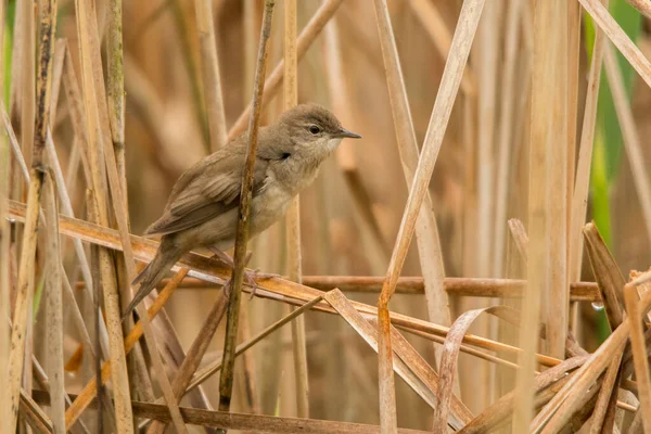 Savi Warbler Locustella Luscinioides Bird Reeds Polesie Ukraine — 스톡 사진