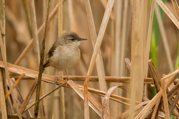 stock image Savi's warbler (Locustella luscinioides). Bird among reeds. Polesie. Ukraine