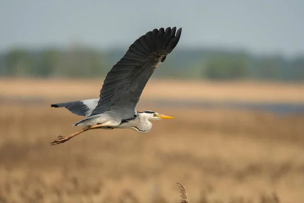 Grey Heron Ardea Cinerea Polesie Ukraine — Stockfoto