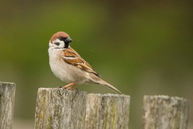Avrasya ağaç serçesi (Passer montanus). Kuş ahşap bir çitin üzerinde oturuyor. Polesie. Ukrayna