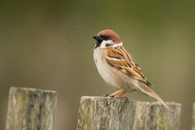 Avrasya ağaç serçesi (Passer montanus). Kuş ahşap bir çitin üzerinde oturuyor. Polesie. Ukrayna