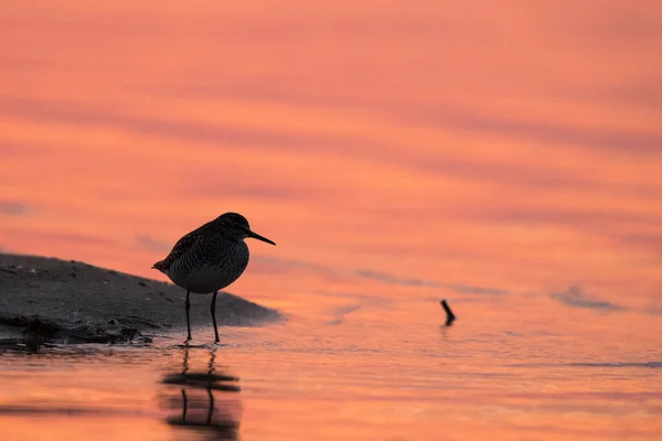 Wood Sandpiper Tringa Glareola Silhouette Bird Background Lake Sunrise Polesie — стокове фото