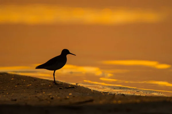 Wood Sandpiper Tringa Glareola Silhouette Bird Background Lake Sunrise Polesie — стокове фото