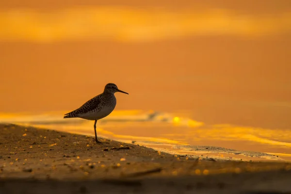 Houtschuurmachine Tringa Glareola Silhouet Van Een Vogel Achtergrond Van Het — Stockfoto
