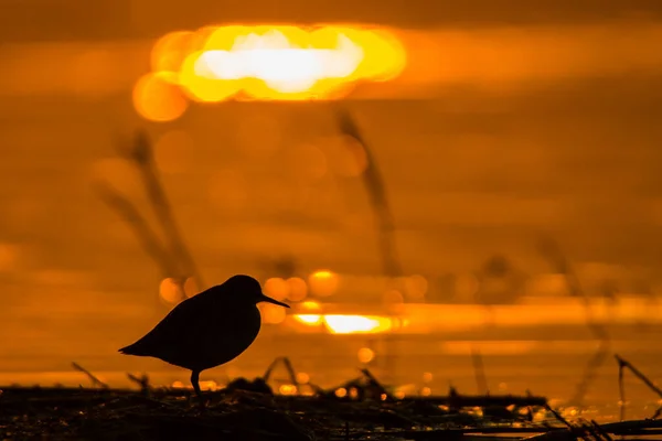 Dřevorubec Tringa Glareola Silueta Ptáka Pozadí Jezera Při Východu Slunce — Stock fotografie