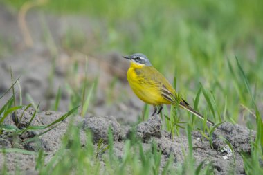 Batı Sarı Wagtail (Motacilla flava). Polesie. Ukrayna