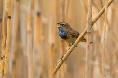 Bluethroat (Luscinia svecica). Sazlıktaki kuş. Polesie. Ukrayna
