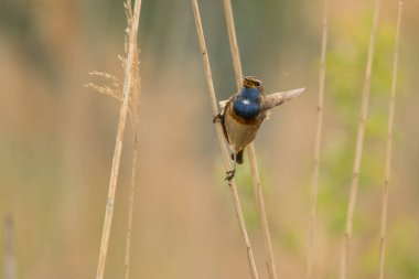 Bluethroat (Luscinia svecica). Sazlıktaki kuş. Polesie. Ukrayna