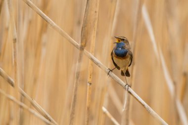 Bluethroat (Luscinia svecica). Sazlıktaki kuş. Polesie. Ukrayna