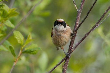 Eurasian penduline tit (Remiz pendulinus). Male on a green background. Polesie. Ukraine
