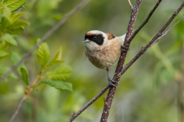 Eurasian penduline tit (Remiz pendulinus). Male on a green background. Polesie. Ukraine
