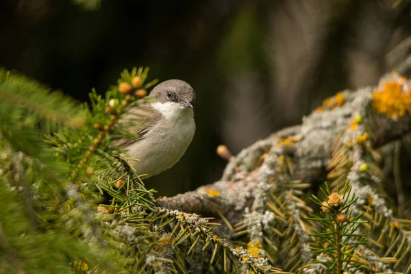 Lesser Whitethroat Sylvia Curruca Πόλεσι Ουκρανία — Φωτογραφία Αρχείου