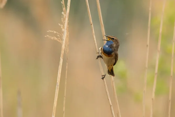 Bluethroat Luscinia Svecica Bird Reeds Polesie Ukraine — 스톡 사진